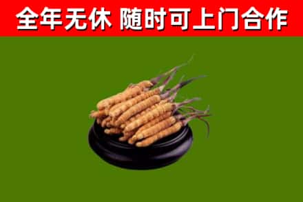 麒麟区回收冬虫夏草